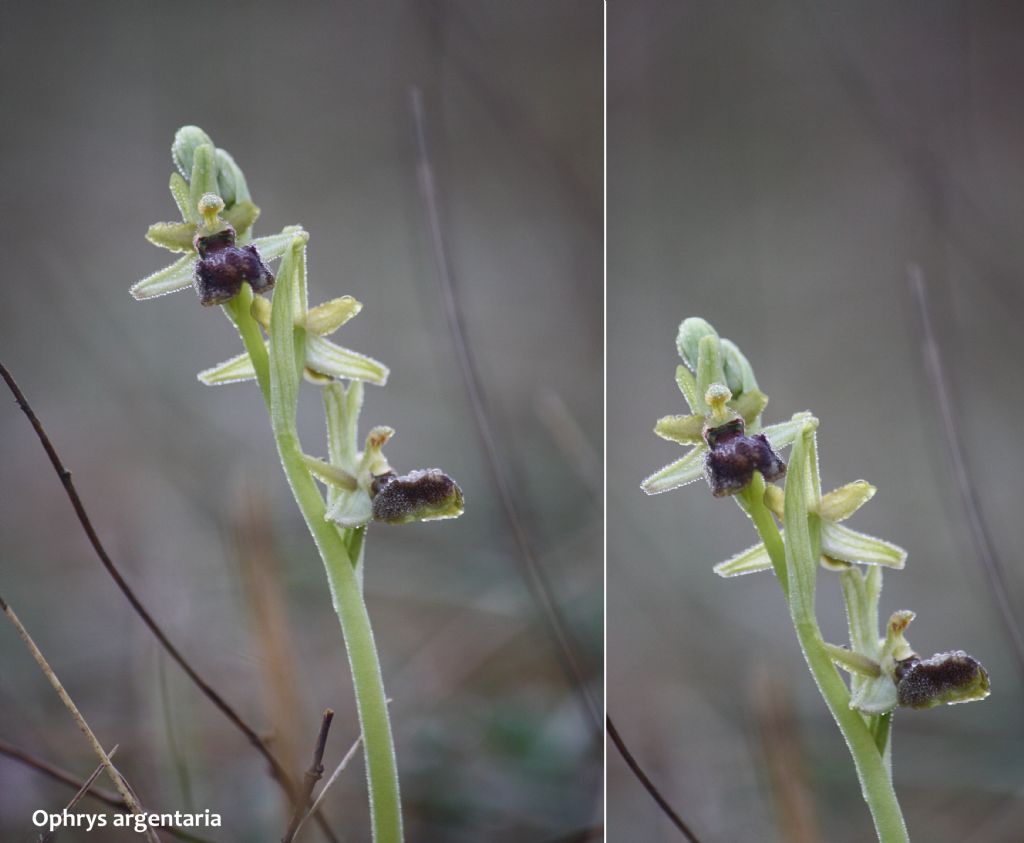 Ophrys minipassionis nell''Appennino Tosco-Emiliano